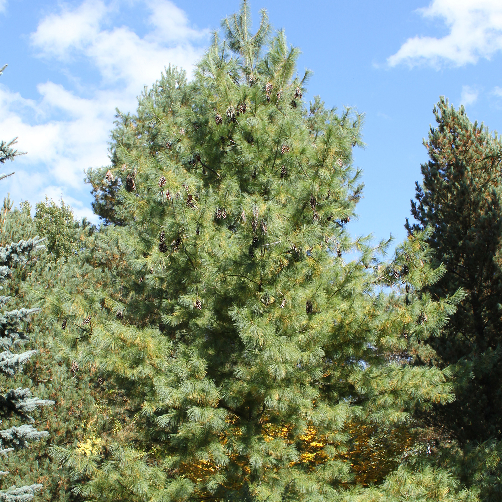 Pin hybride - Pinus schwerinii