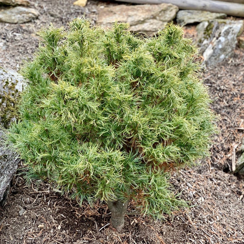 Pin Weymouth - Pinus strobus Tiny Kurls
