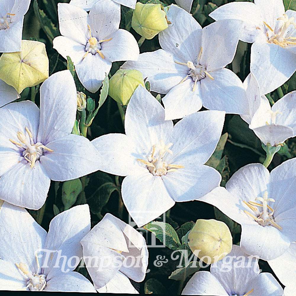 Platycodon Grandiflora Fuji White