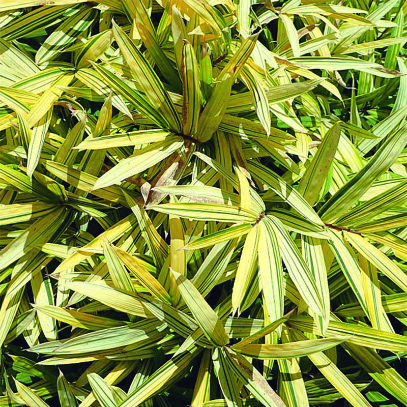 Pleioblastus viridistriatus Vagans - Bambou nain 