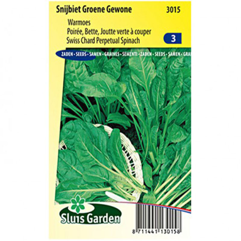 Poirée verte à couper Groene Gewone 2 - Blette - Beta vulgaris
