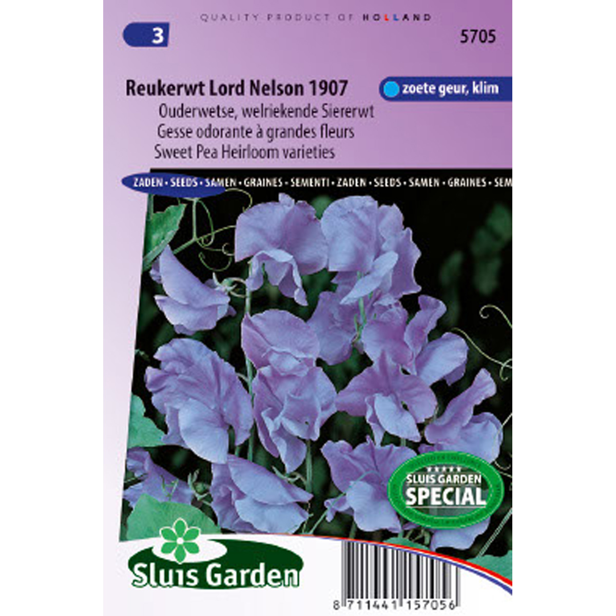 Pois de senteur Lord Nelson - Lathyrus odoratus grandiflora