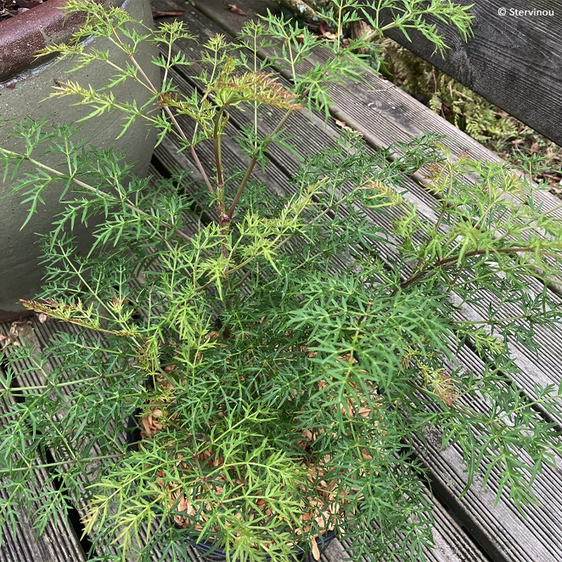 Polyscias sambucifolia - Sureau panax