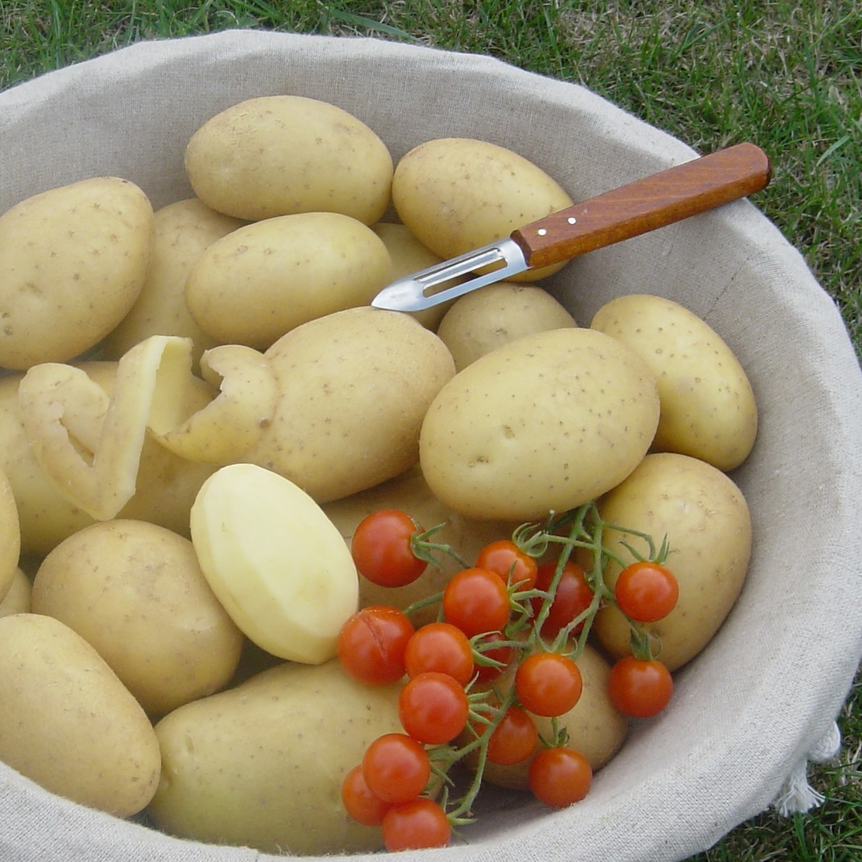 Pommes de terre Bintje - Sac de 25 plants