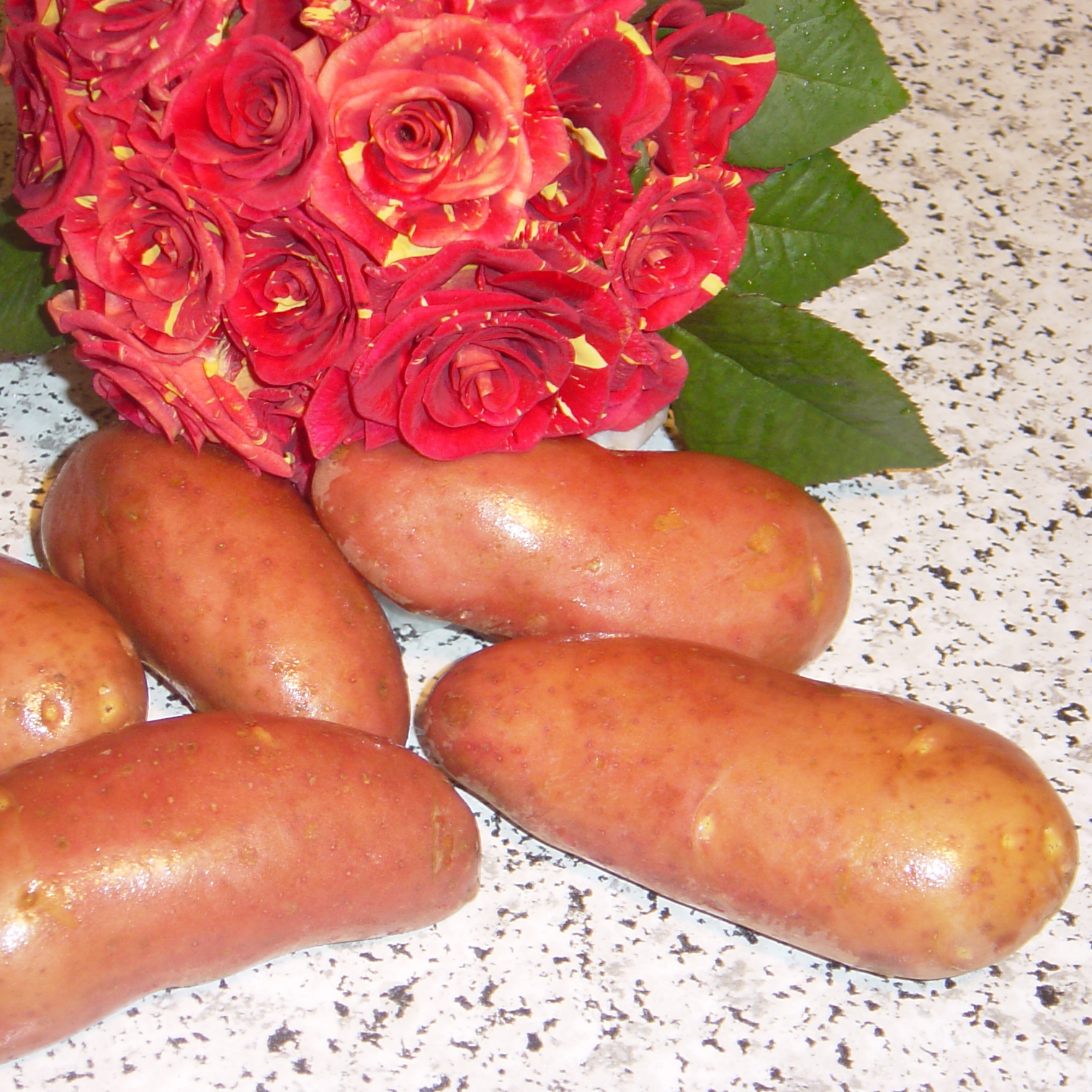 Pommes de terre Jeannette (N°105-2) - Sac de 25 plants