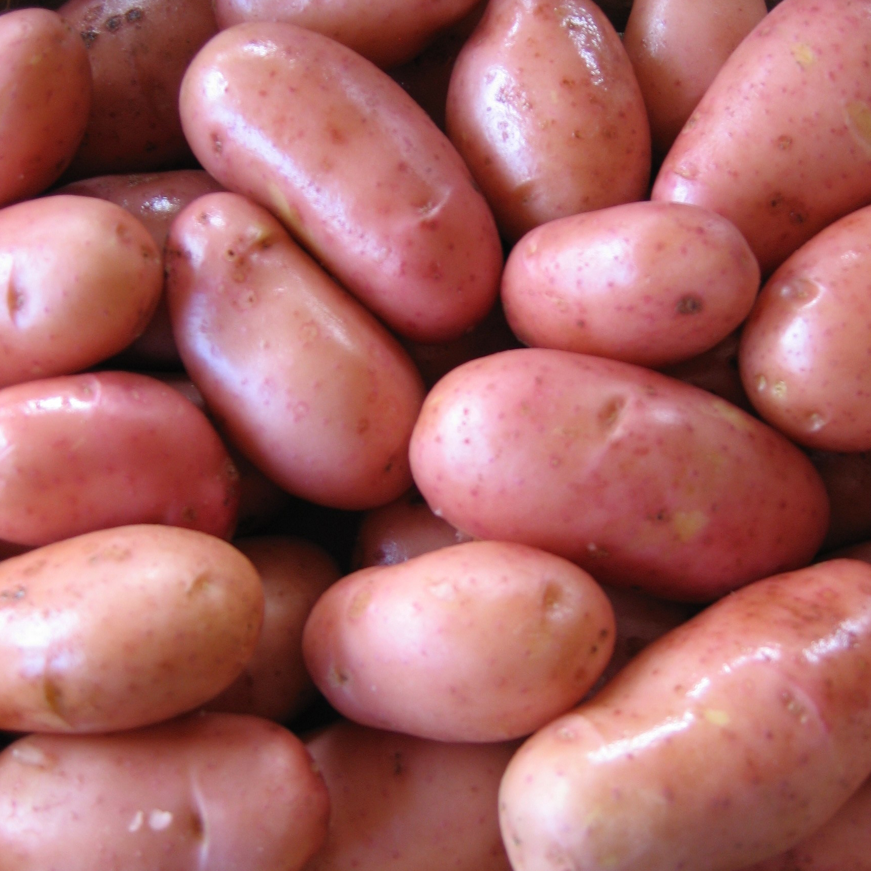 Pommes de terre Rose de France (Cirielle) - Solanum tuberosum