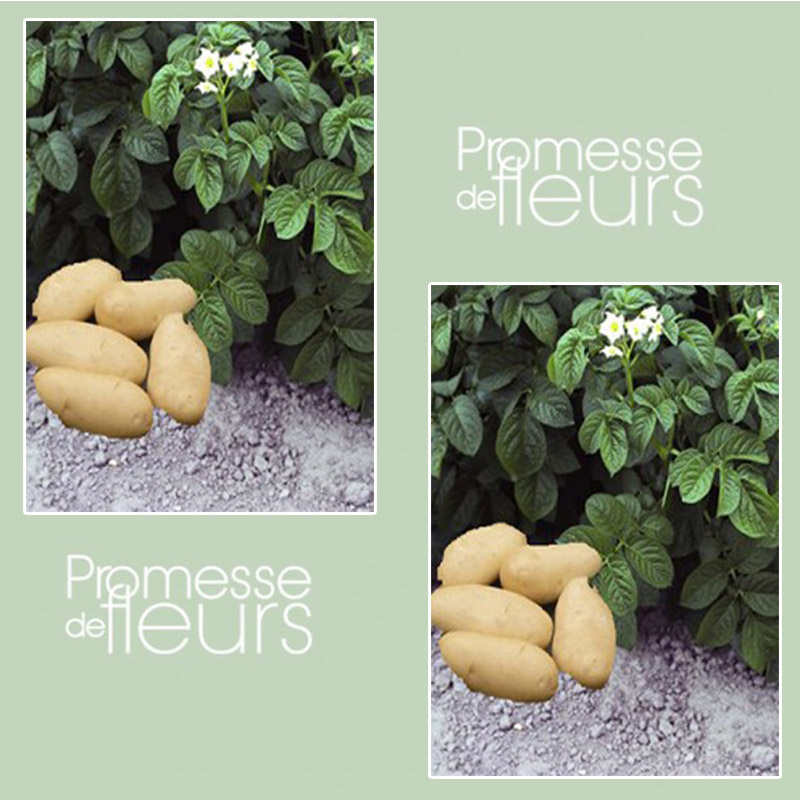 Pommes de terre Spunta - Solanum tuberosum