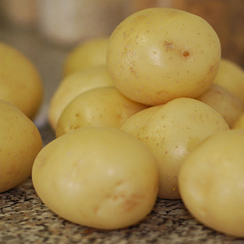 Pommes de terre Tresor - Solanum tuberosum