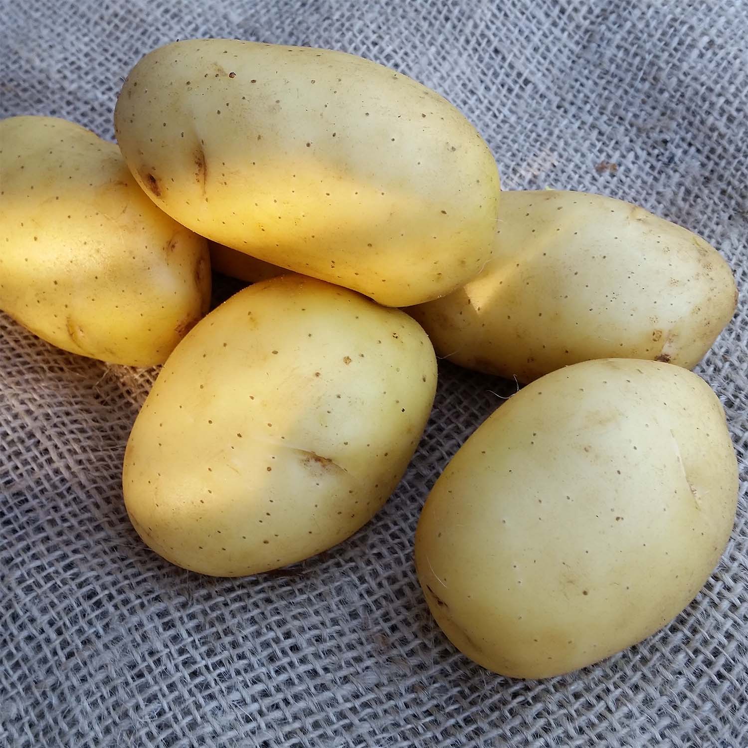 Pommes de terre Vitabella - Solanum tuberosum