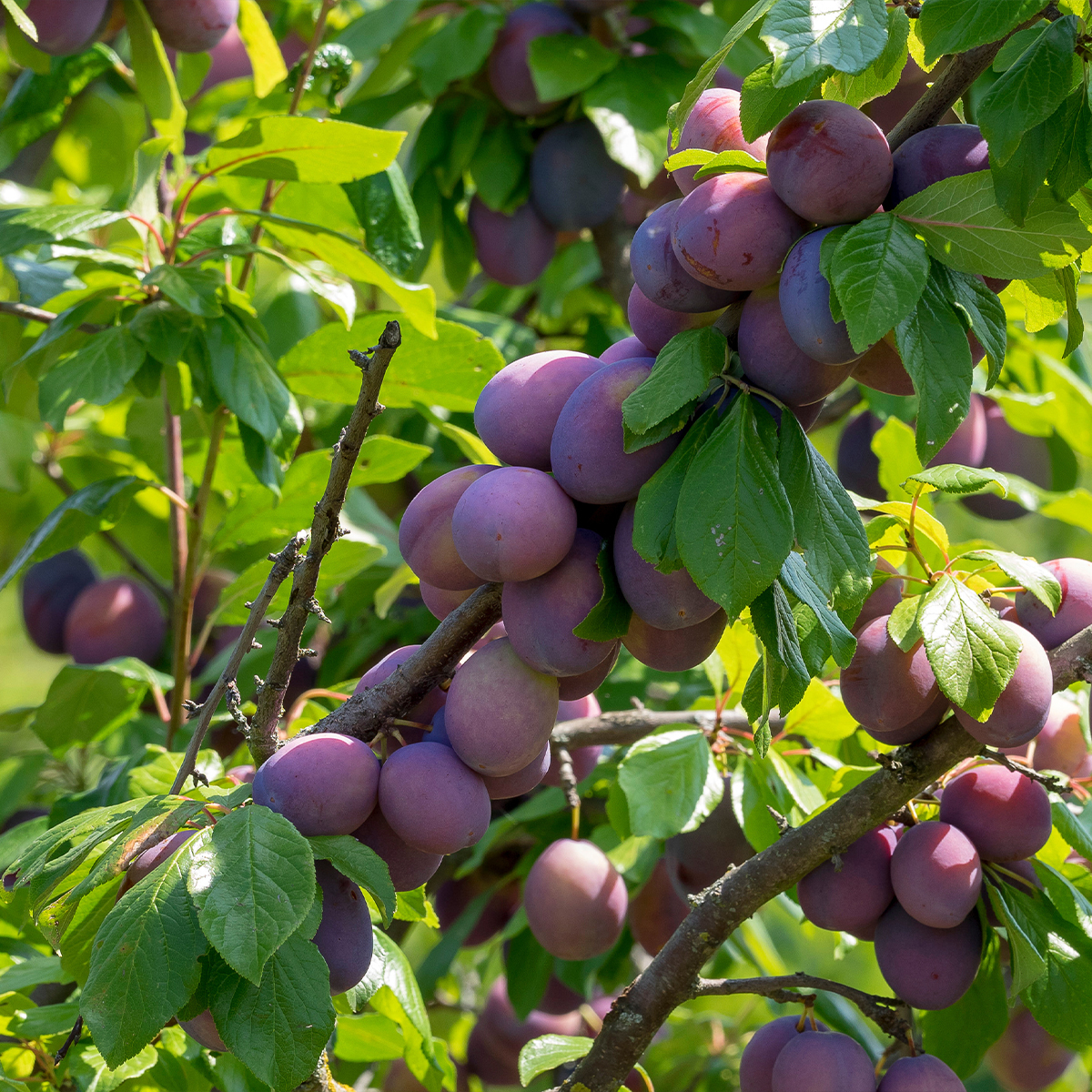 Prunier Altesse simple - Prune de Namur - Quetsche - Prunus domestica Buisson en racines nues