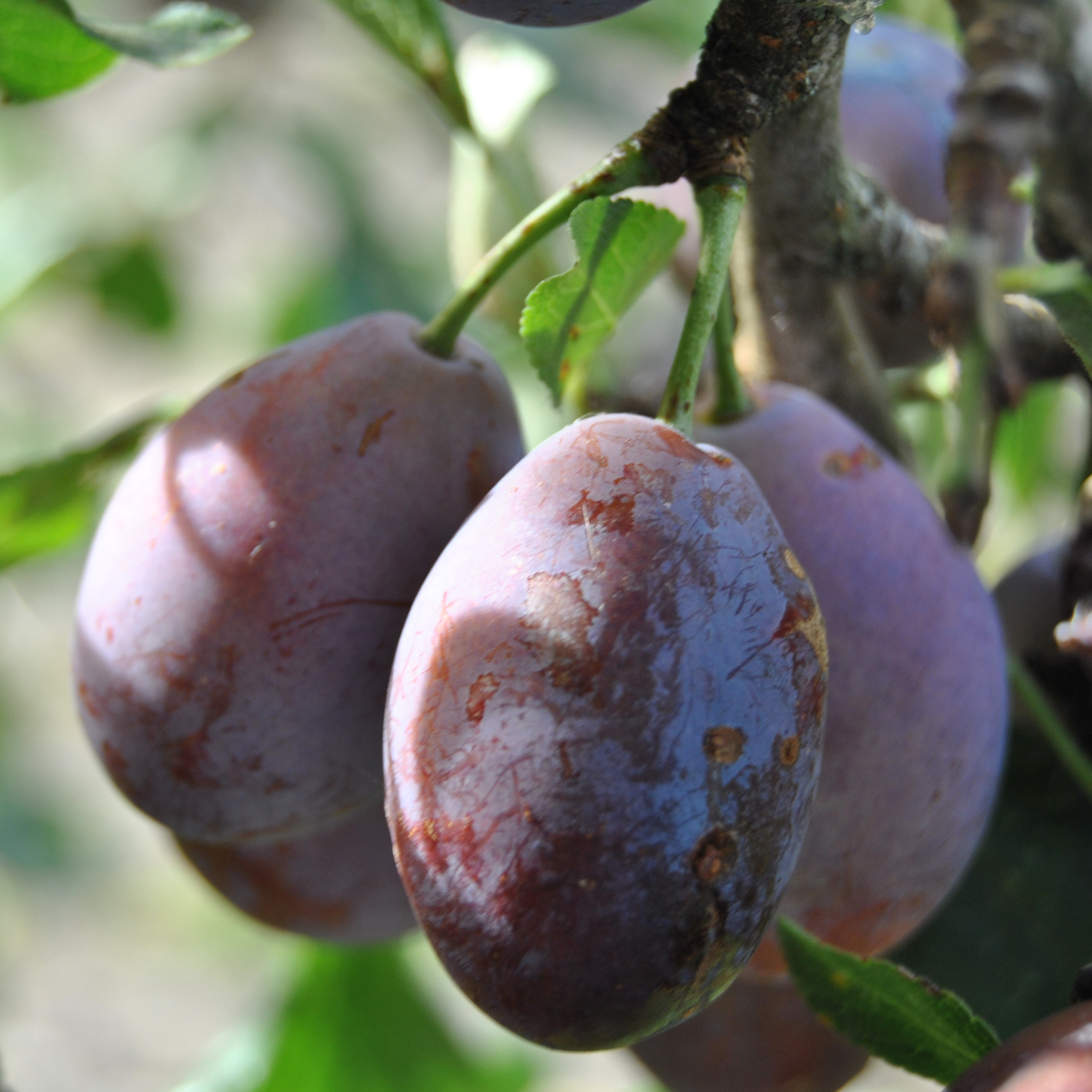 Prunier Prune d'Ente (Pruneau d'Agen) - Prunus Domestica