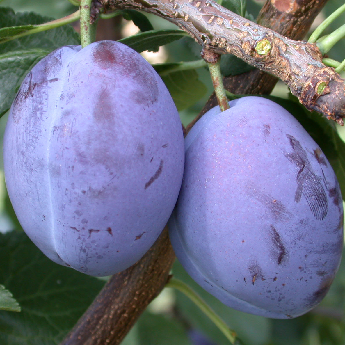 Prunier Quetsche d'Alsace Bio - Prunus domestica