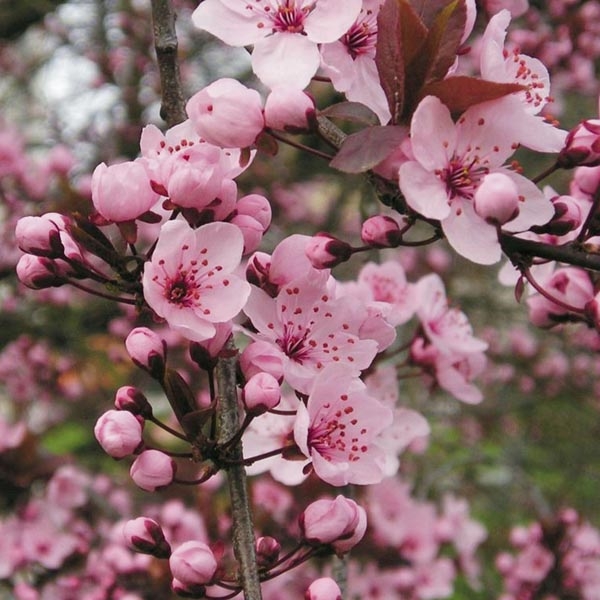 Prunier à fleurs - Prunus cerasifera Nigra