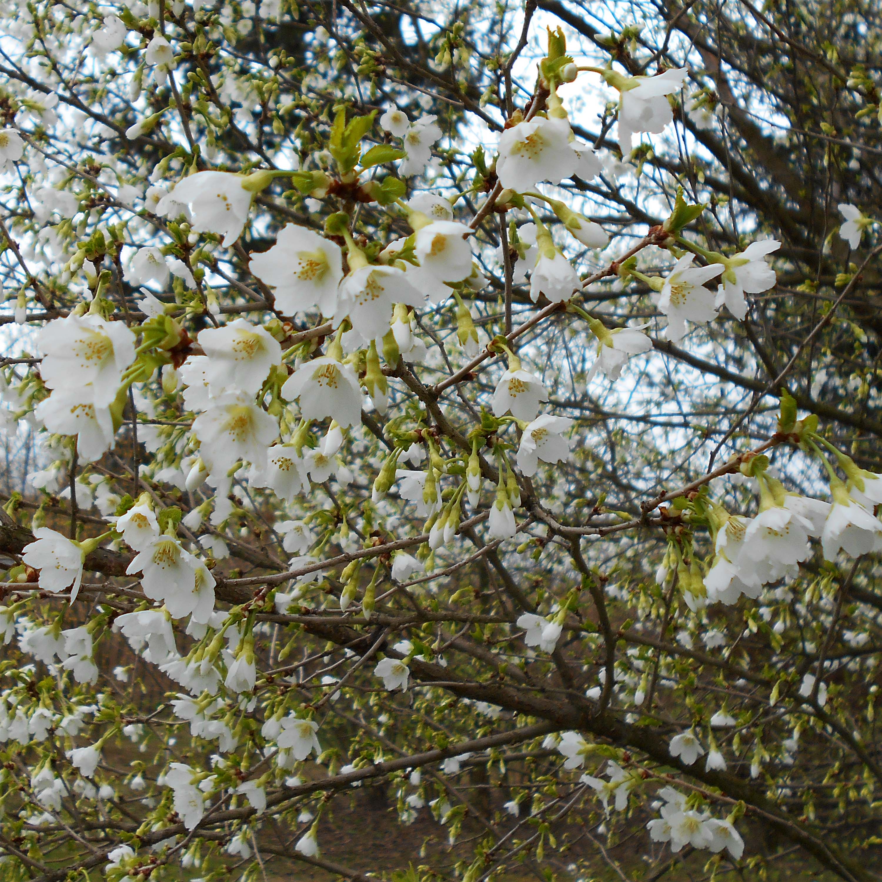 Cerisier à fleurs du Japon nain - Prunus incisa Yamadei