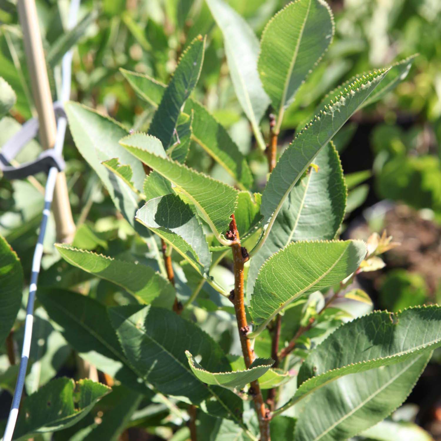 Prunus tenella Fire Hill - Amandier nain à fleurs