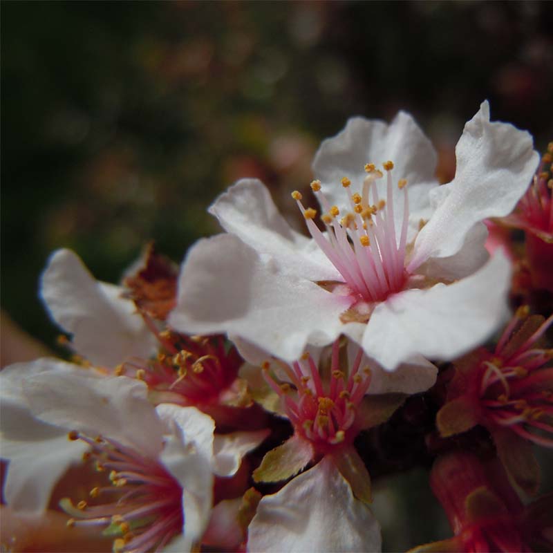 Ragouminier - Prunus tomentosa