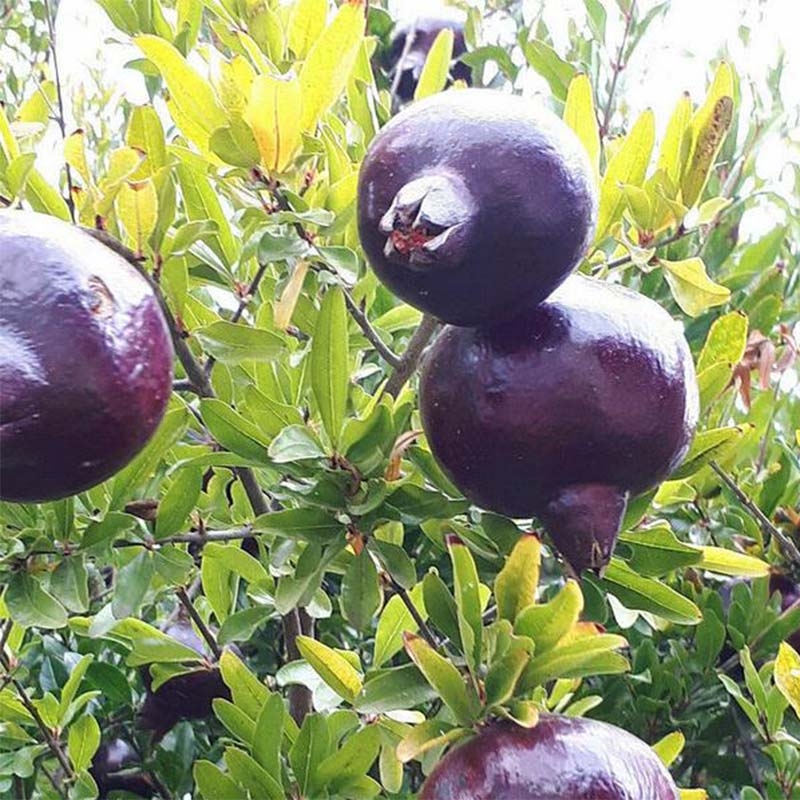 Grenadier à fruits - Punica granatum Black Fruit