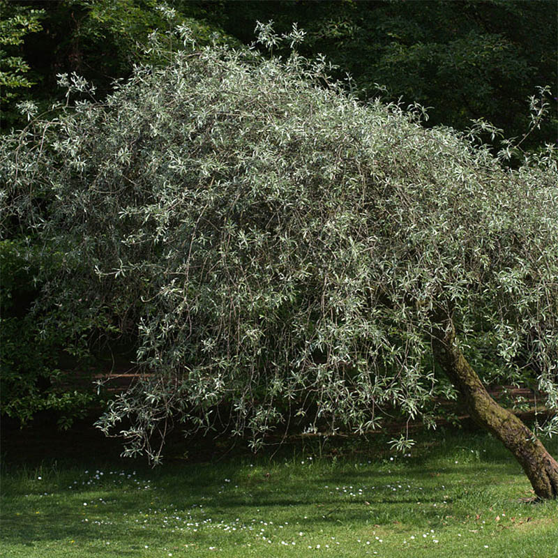 Pyrus salicifolia Pendula - Poirier d'ornement pleureur 