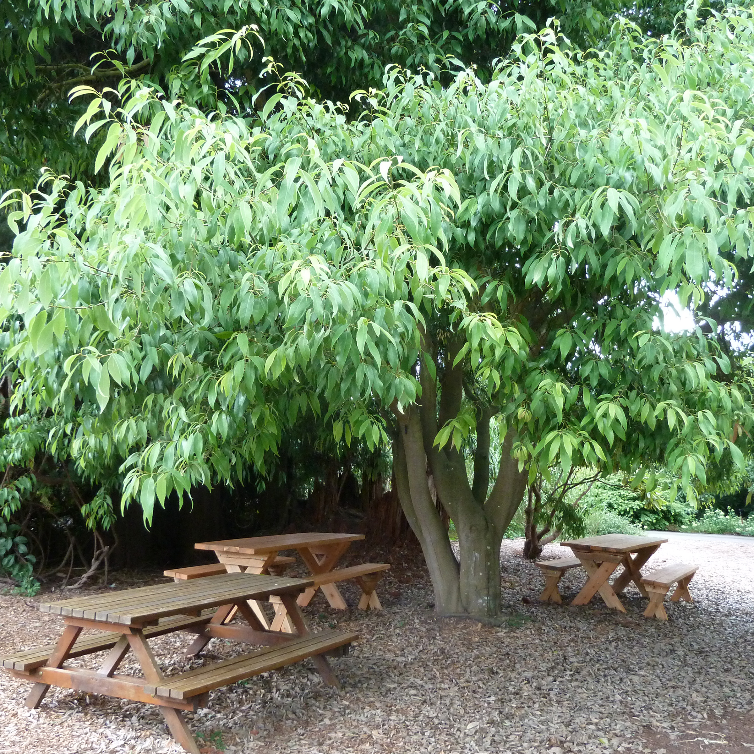 Quercus myrsinifolia - Chêne à feuilles de myrsine