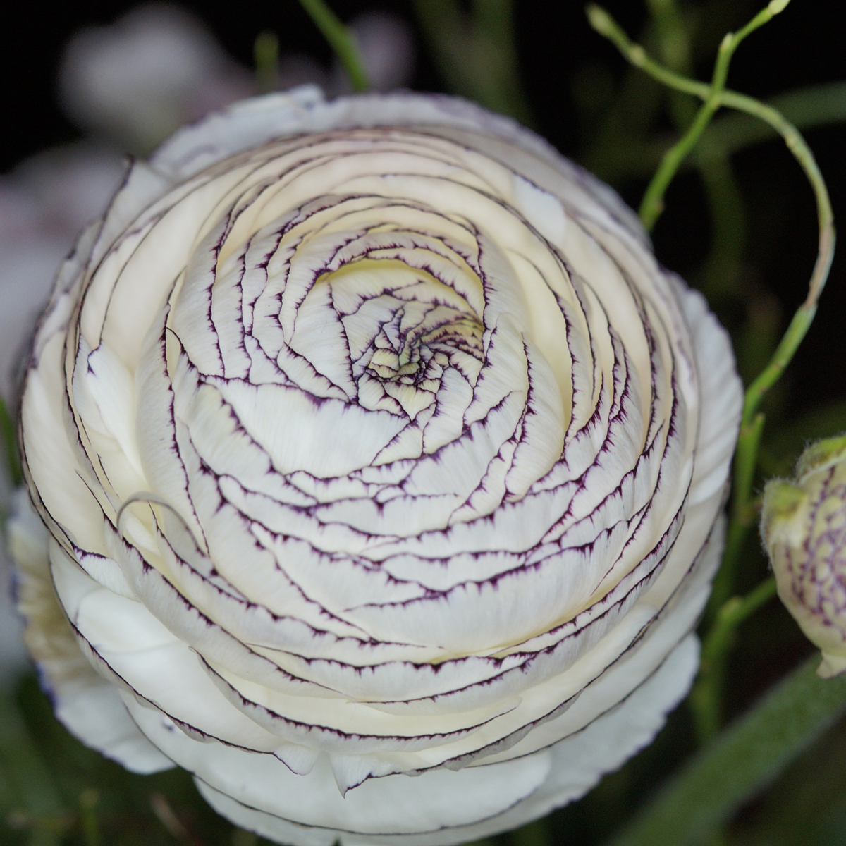 Renoncule fleur double blanc bord strié - Ranunculus asiaticus