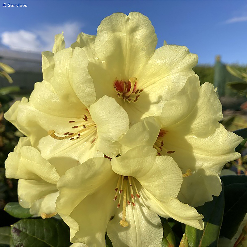 Rhododendron Gedser Gold