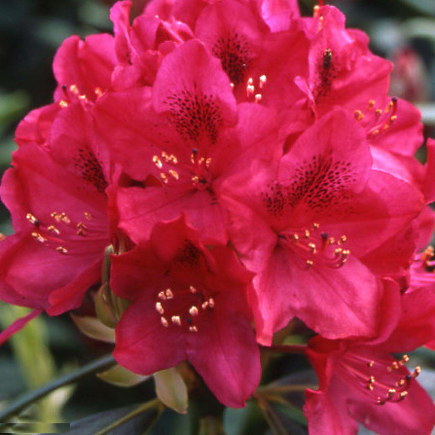 Rhododendron Inkarho  Nova Zembla
