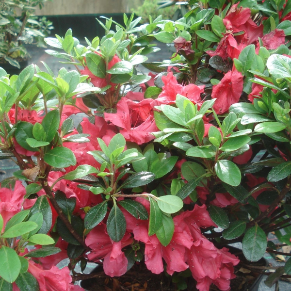 Azalée du Japon Johanna - Rhododendron hybride