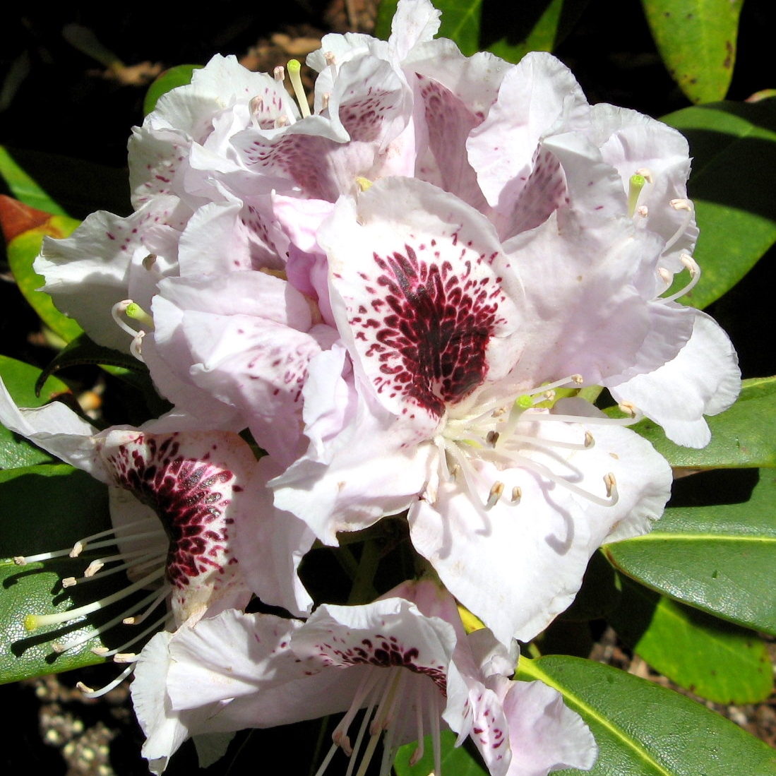 Rhododendron Sappho