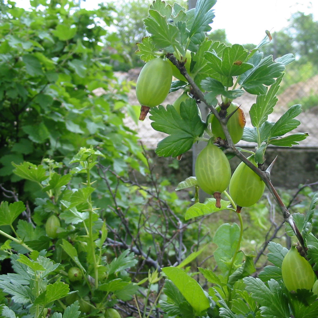 Groseillier à maquereaux Worcesterberry - Ribes grossularia var.uva-crispa