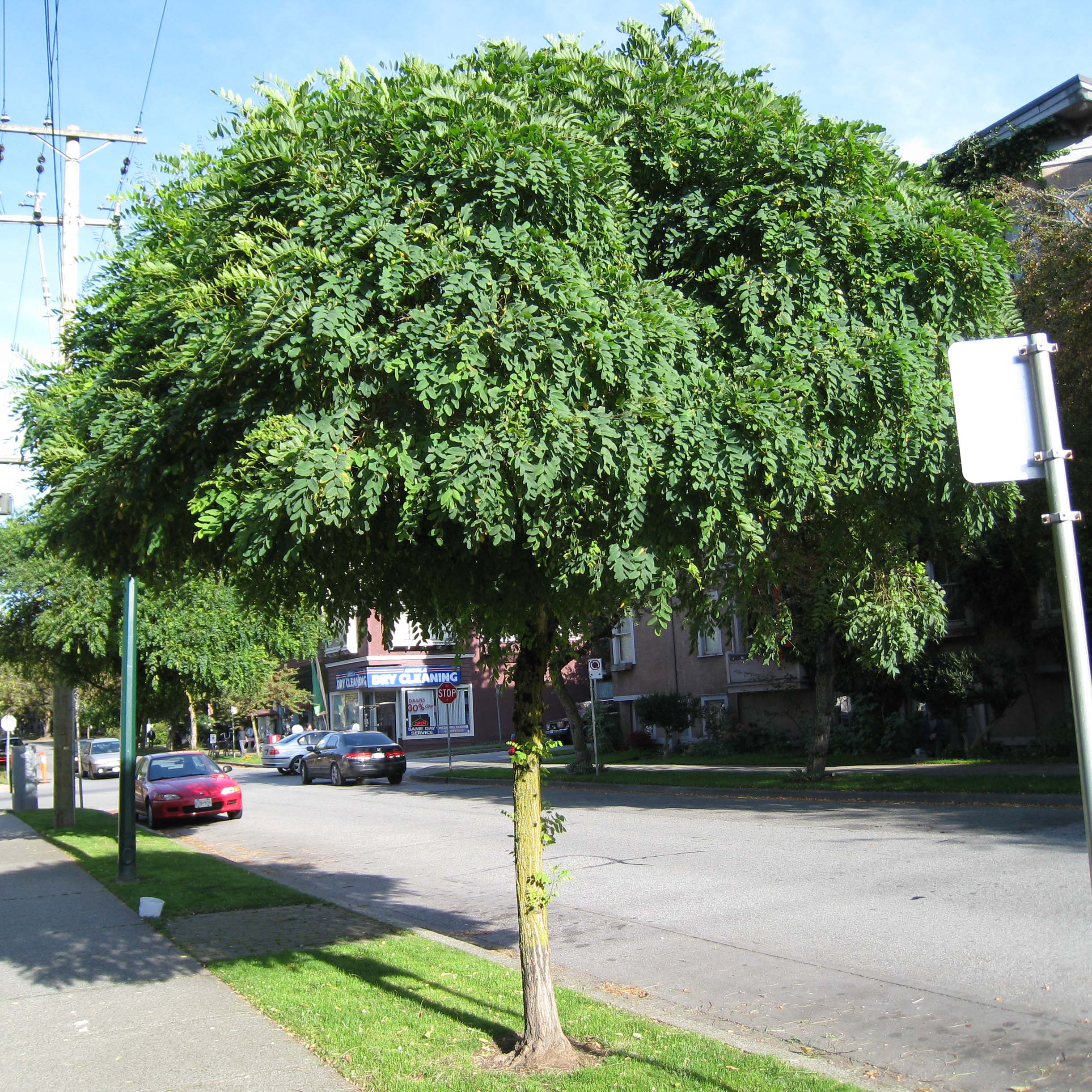 Robinia pseudoacacia Umbraculifera - Acacia boule.