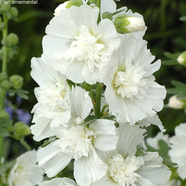Alcea rosea (rose trémière) Spring Celebrities White