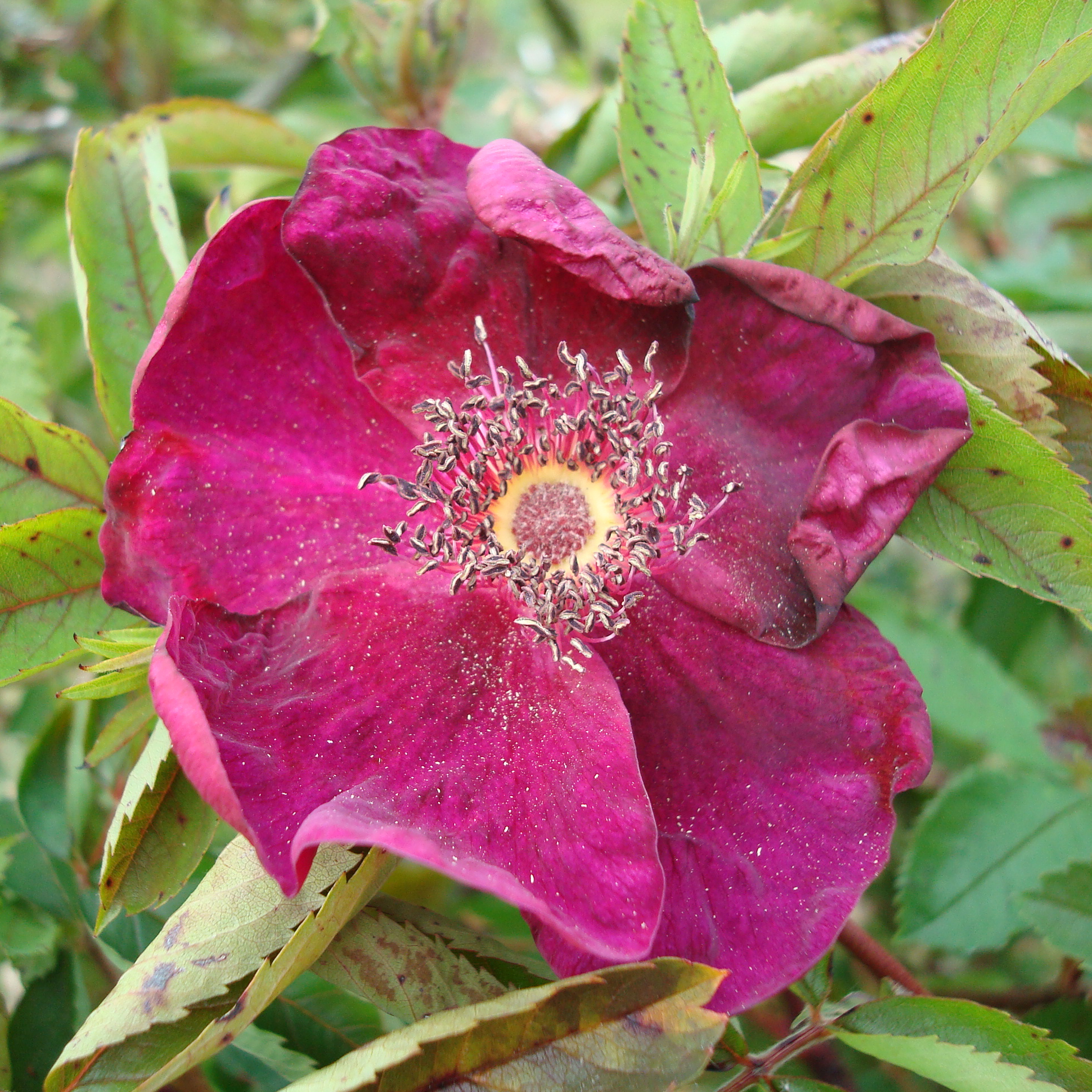 Rosier ancien Basye's Purple Rose