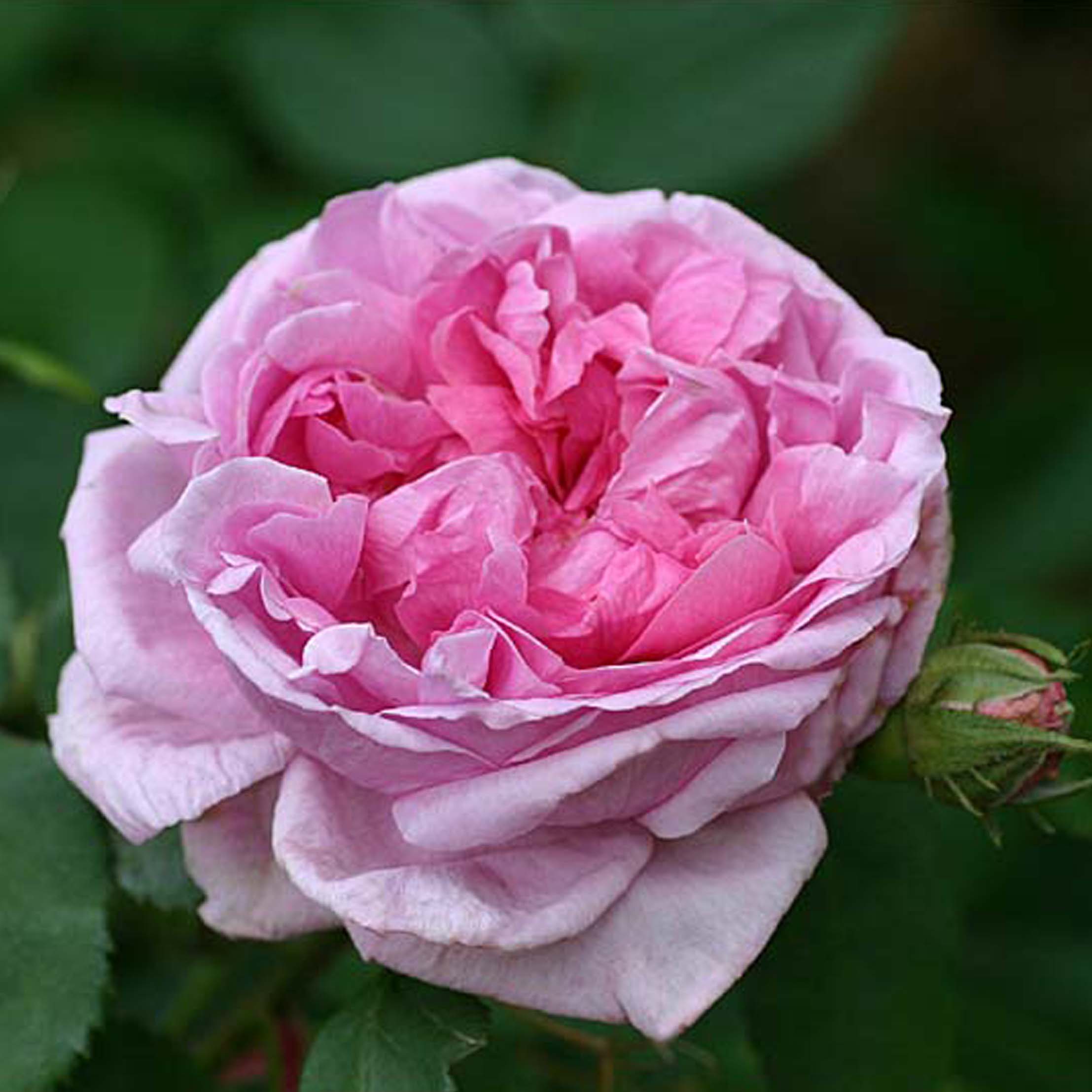 Rosa X Portland Comte De Chambord Rosier Ancien Remontant Buisson Tres Parfume Aux Fleurs Tres Doubles Rose Lilas Pourpre
