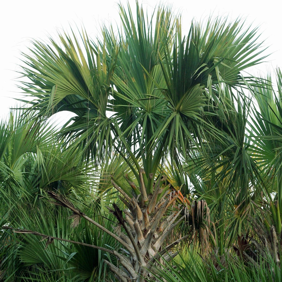 Sabal mexicana - Palmier sombrero du Mexique