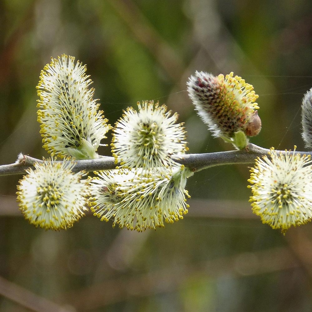 Salix caprea - Saule marsault