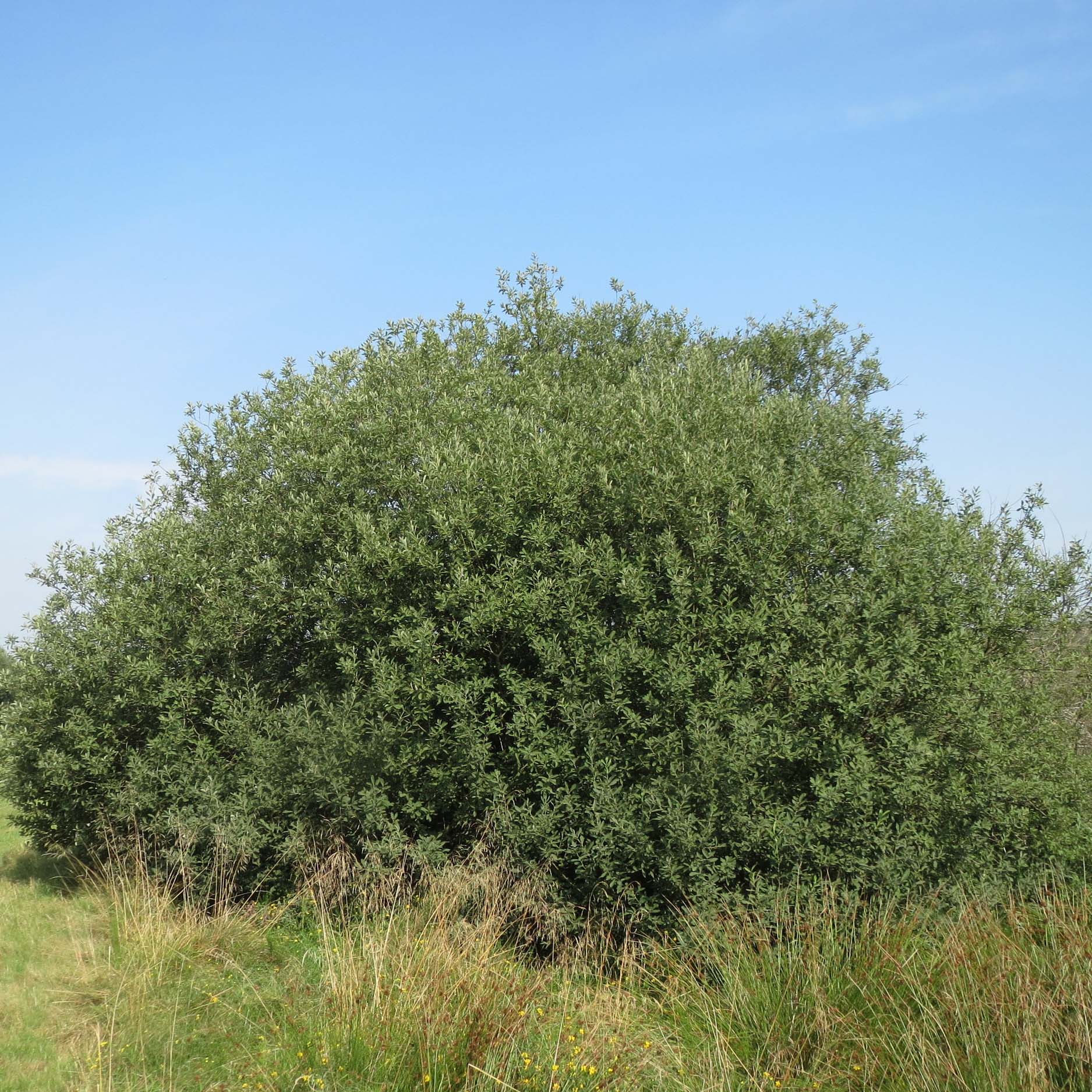 Salix cinerea - Saule cendré 