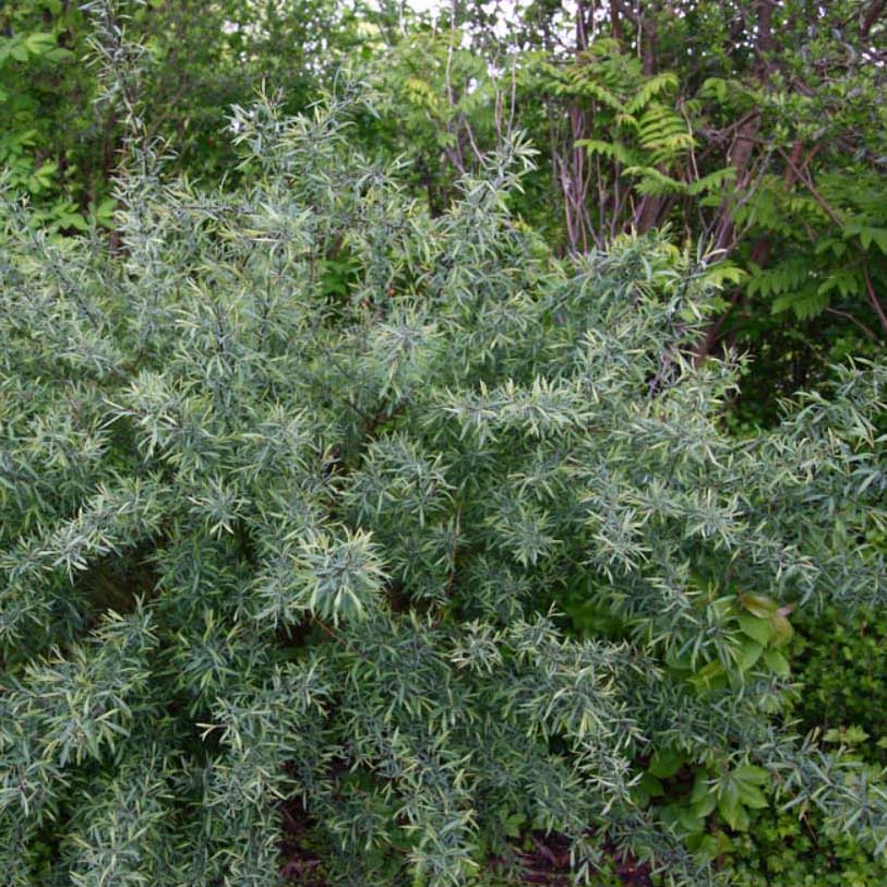 Salix purpurea Nana - Saule pourpre