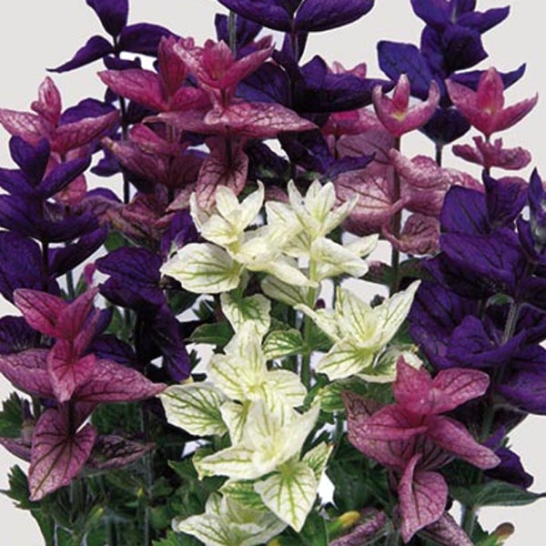 Sauge, Salvia horminum Bouquet Mix