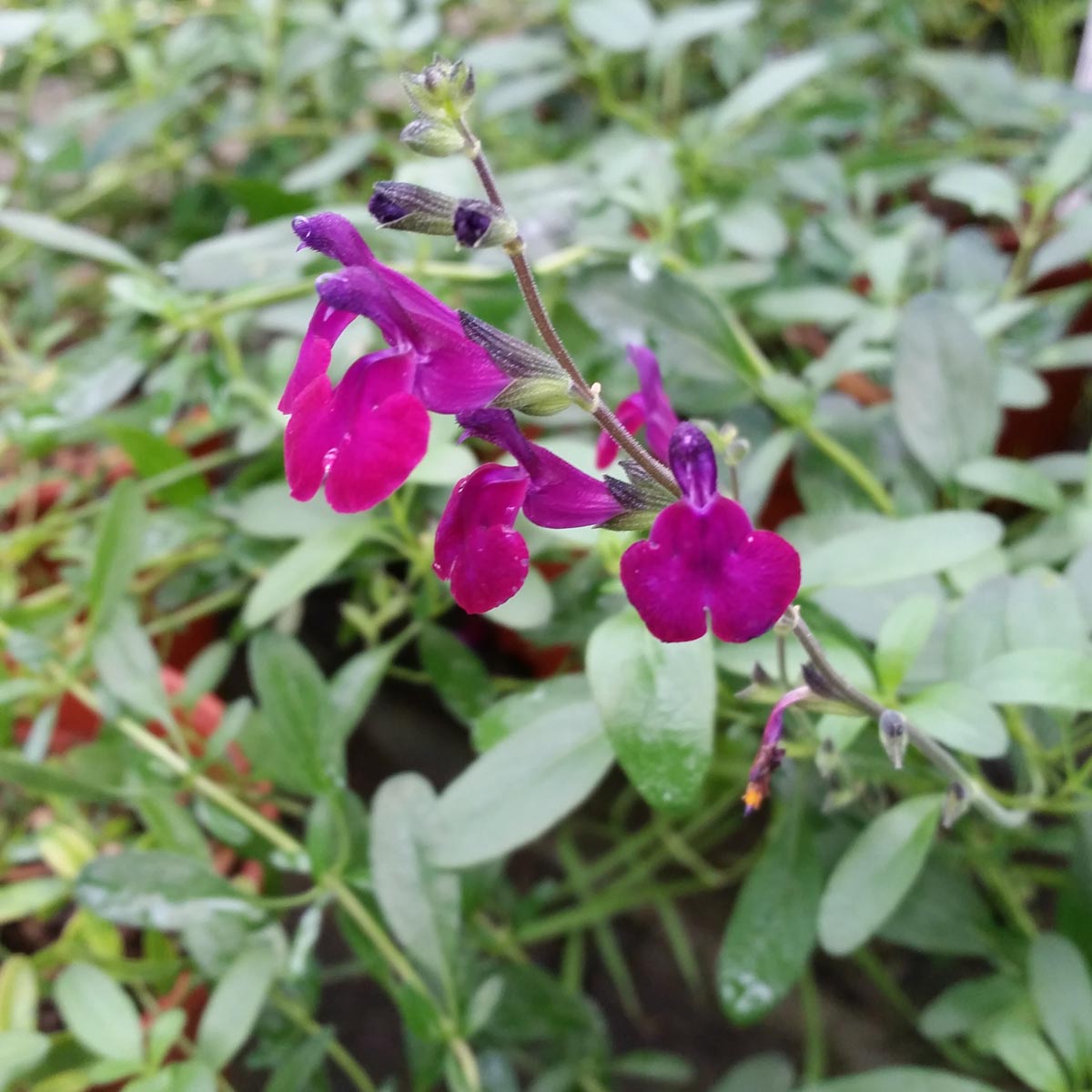 Sauge arbustive - Salvia jamensis Violette de Loire