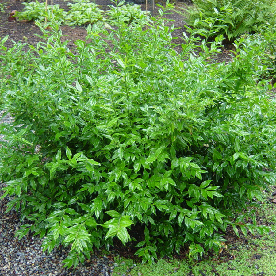 Sarcococca ruscifolia - Sarcocoque à feuilles de Ruscus