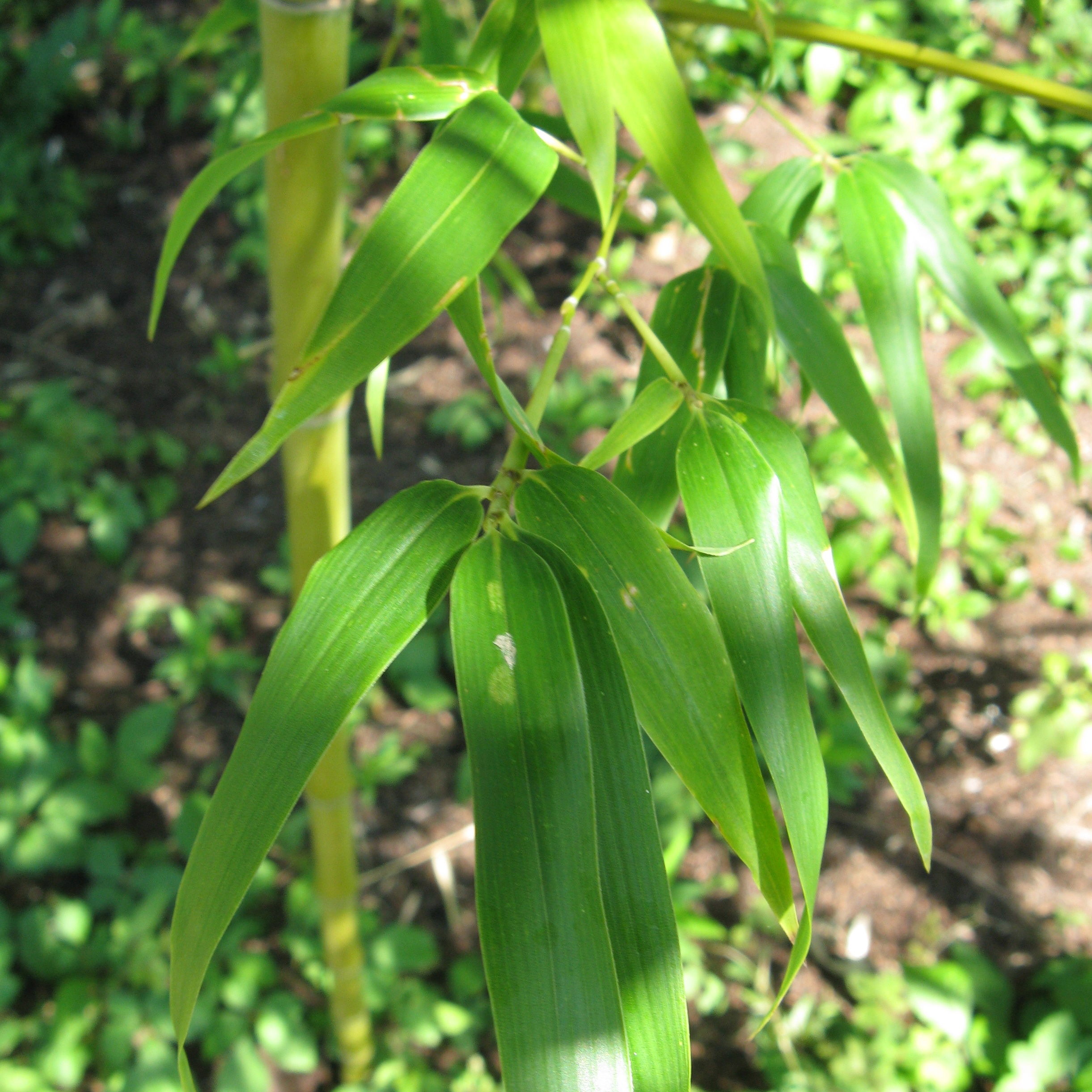 Semiarundinaria fastuosa - Bambou moyen