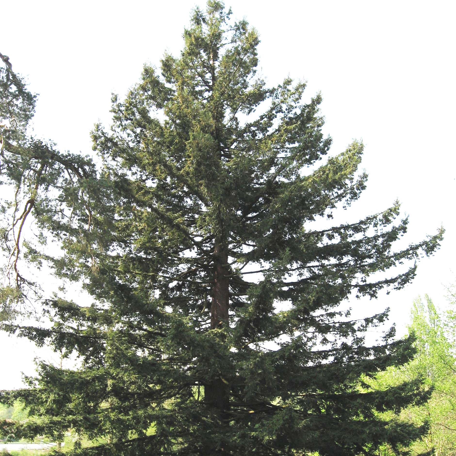 Sequoia sempervirens - Séquoia à feuilles d'If