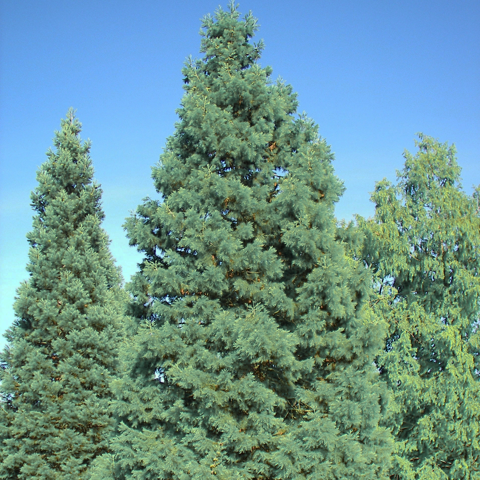 Séquoia géant - Sequoiadendron giganteum Glaucum        