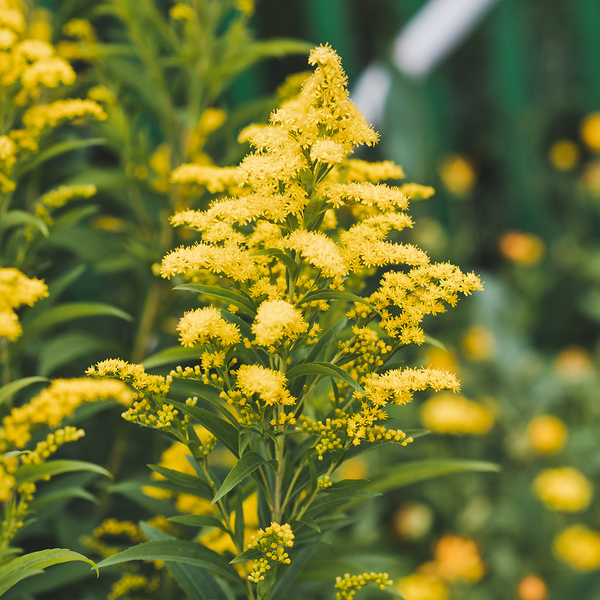 Solidago canadensis Golden Baby - Verge d'or du Canada naine