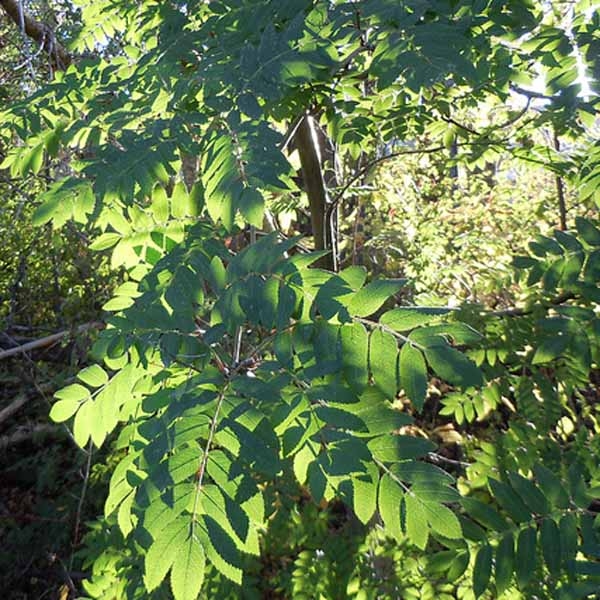 Sorbus aucuparia - Sorbier des oiseleurs en pot de 2L