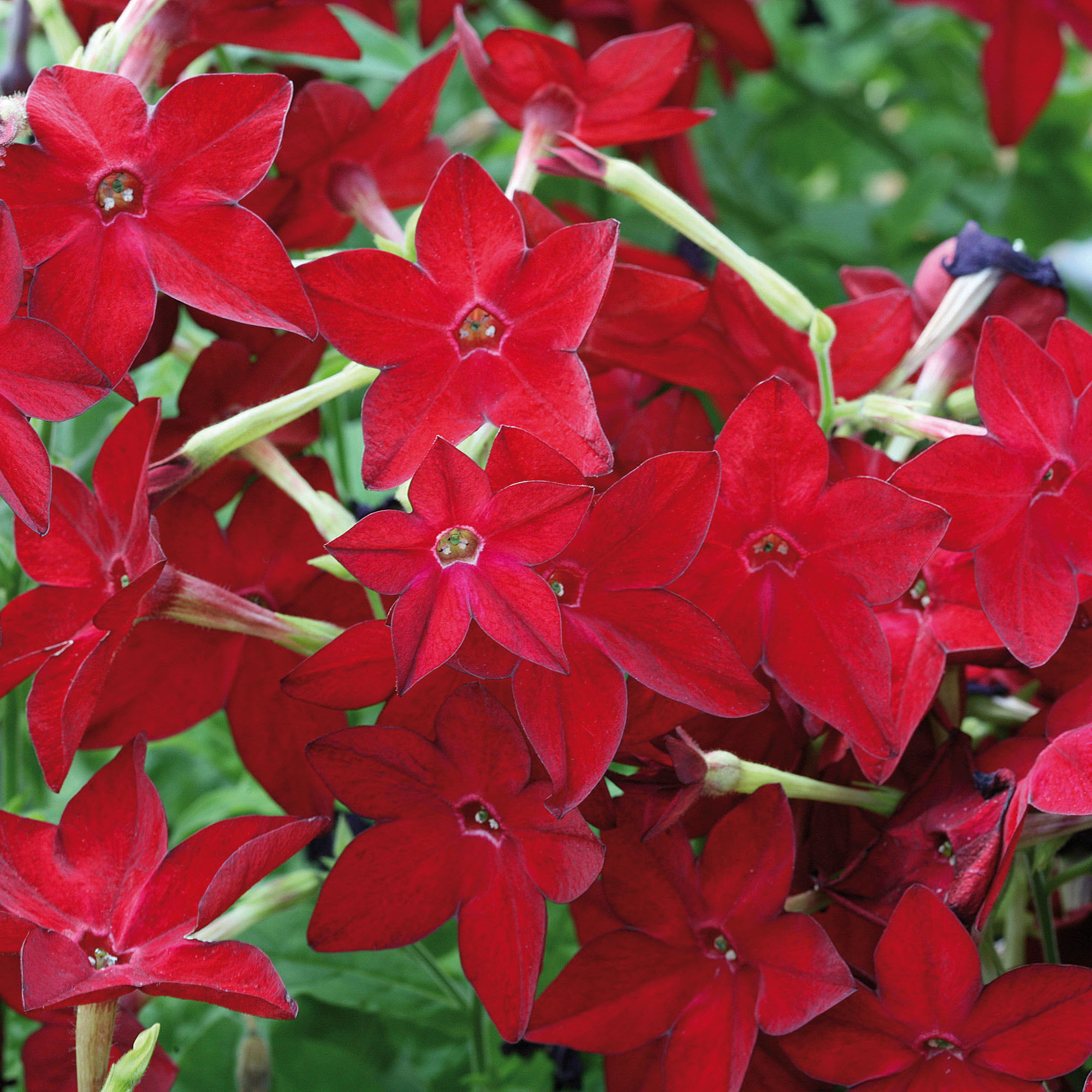 Tabac d'ornement Cuba Red Bright - Nicotiana