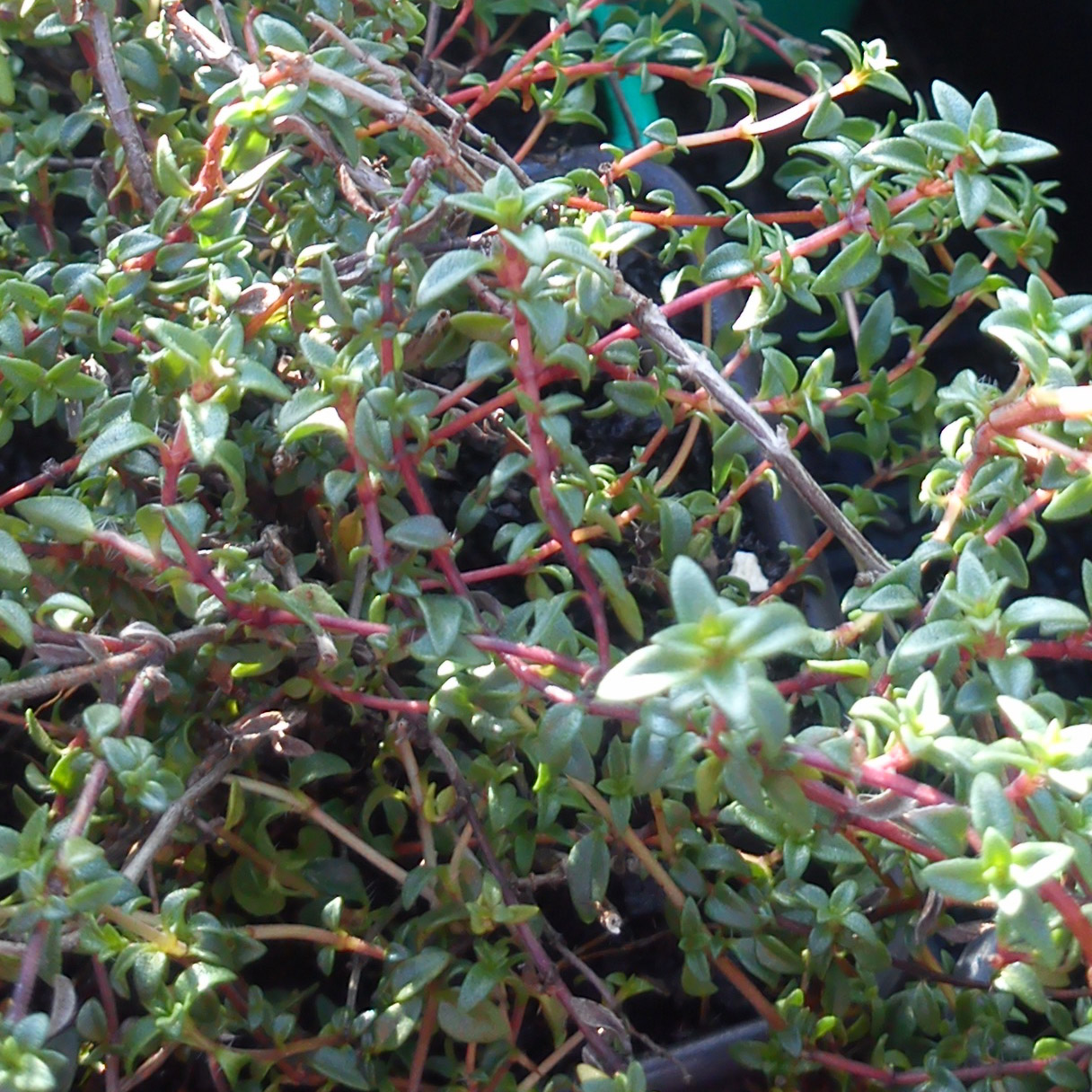 Thym herba Barona - Thymus herba Barona - Thym de Corse