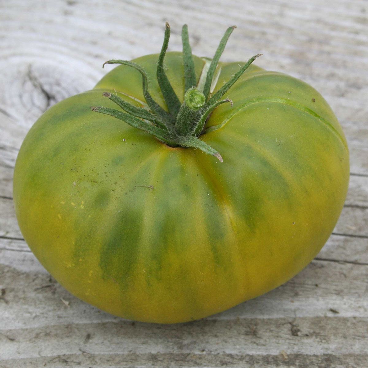 Tomate Aunt Ruby´s German Green Bio - Ferme de Sainte Marthe