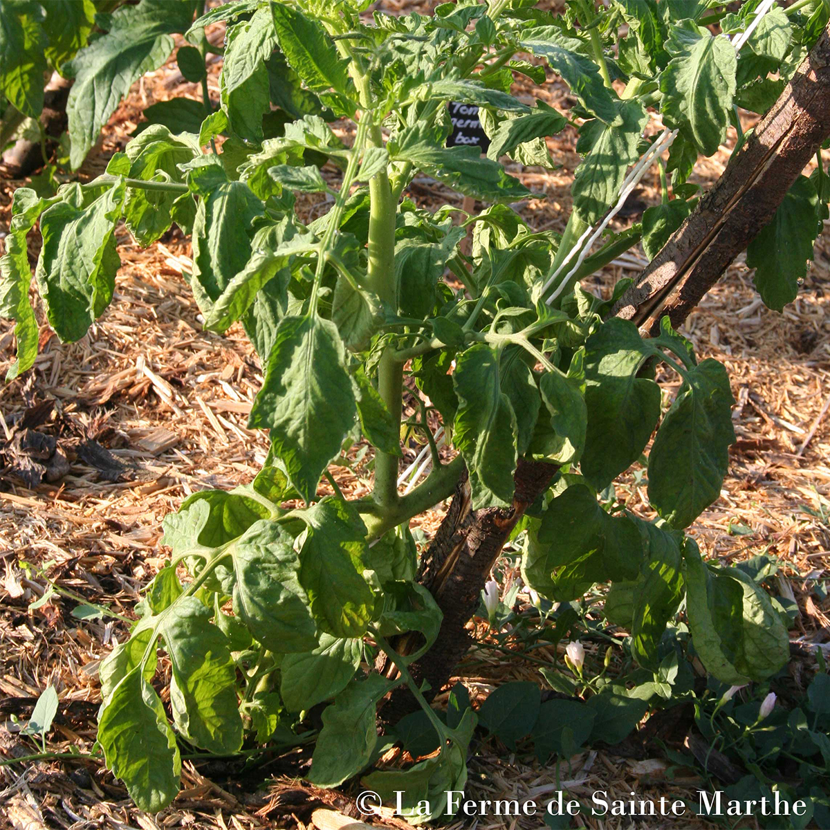 Tomate Chile Verde Bio - Ferme de Sainte Marthe