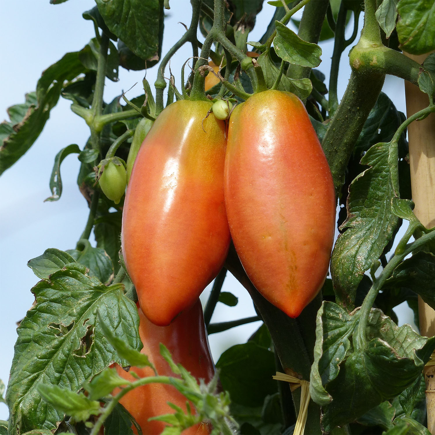 Tomate Cornabel F1 en plants - Tomate cornue des Andes hybride